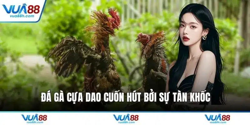 Đá gà cựa dao cuốn hút bởi sự tàn khốc