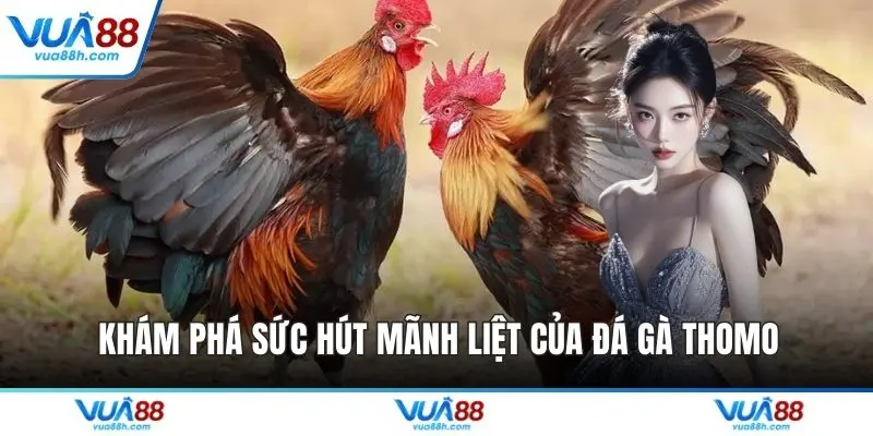 Khám phá sức hút mãnh liệt của đá gà Thomo